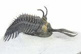 Short Trident Walliserops Trilobite - Timrzit, Morocco #316663-1